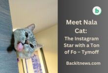 Meet Nala Cat: The Instagram Star with a Ton of Fo – Tymoff