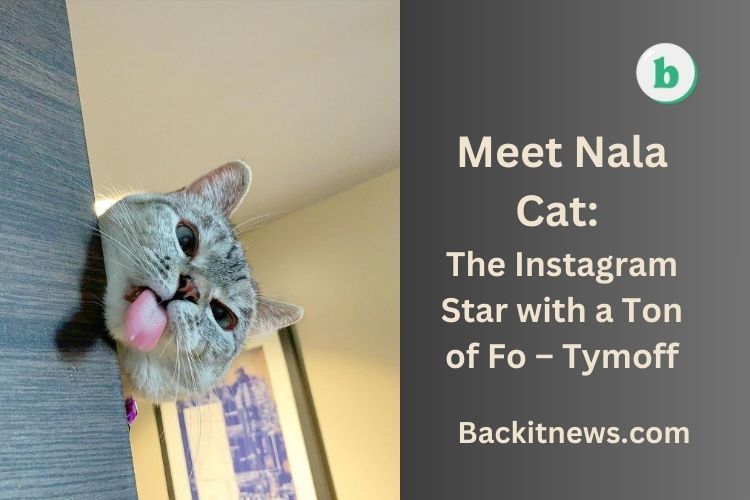 Meet Nala Cat: The Instagram Star with a Ton of Fo – Tymoff